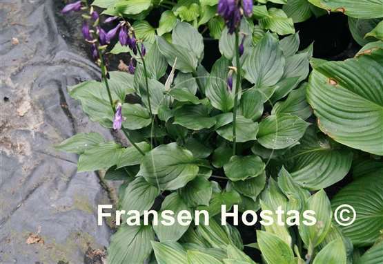 Hosta Lakeside Storm Watch